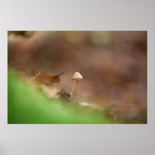Winziger Pilz Naturfoto Poster