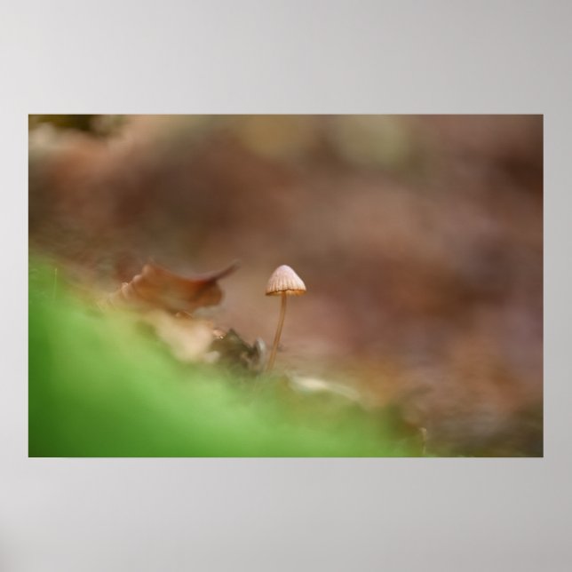 Winziger Pilz Naturfoto Poster (Vorne)