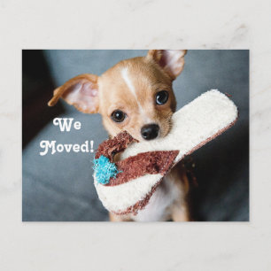 Wir beförderten Chihuahua Ankündigungspostkarte