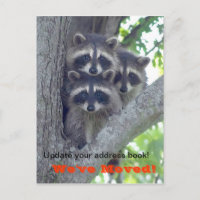 Wir haben die Postkarte verschoben (Raccoons in Ba