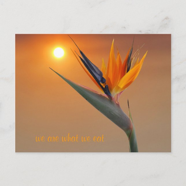 Wir sind das, was wir essen postkarte (Vorderseite)
