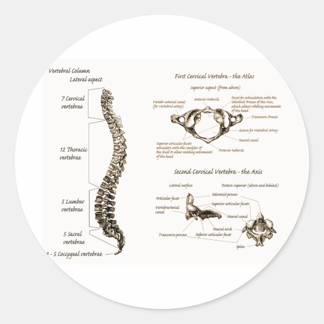 Wirbelsäule Runder Aufkleber (Vorderseite)