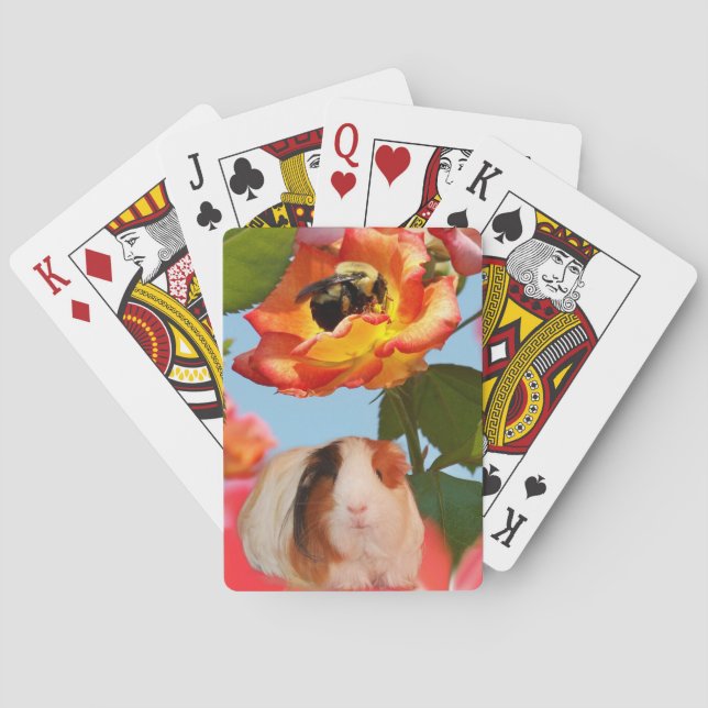 Wird er schon gegangen? Meerschweinchen, das von Spielkarten (Rückseite)