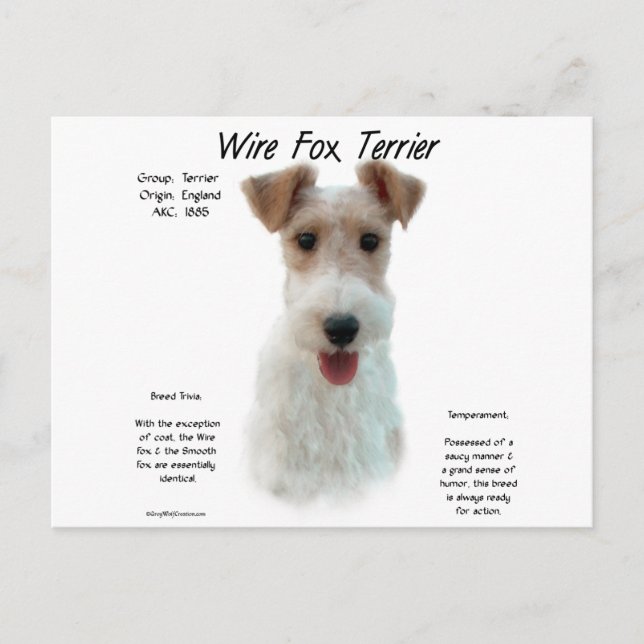 Wire Fox Terrier Geschichte; über Draht-Fuchs-Terr Postkarte (Vorderseite)