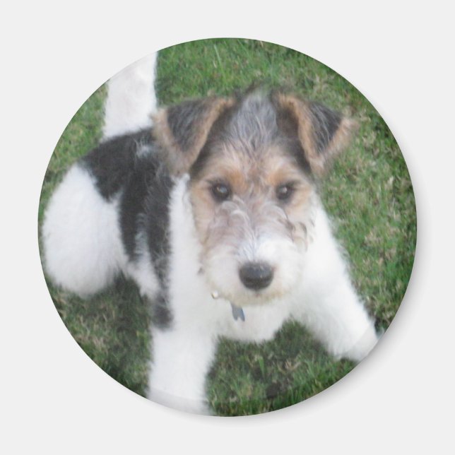 Wire Fox Terrier Puppy Magnet (Vorne)