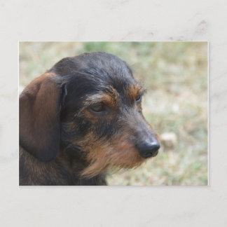 Wire Haired Daschund Dog Postkarte