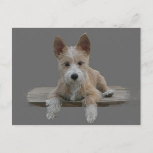 Wire Portugiesisch Podengo Pequeno Postkarte