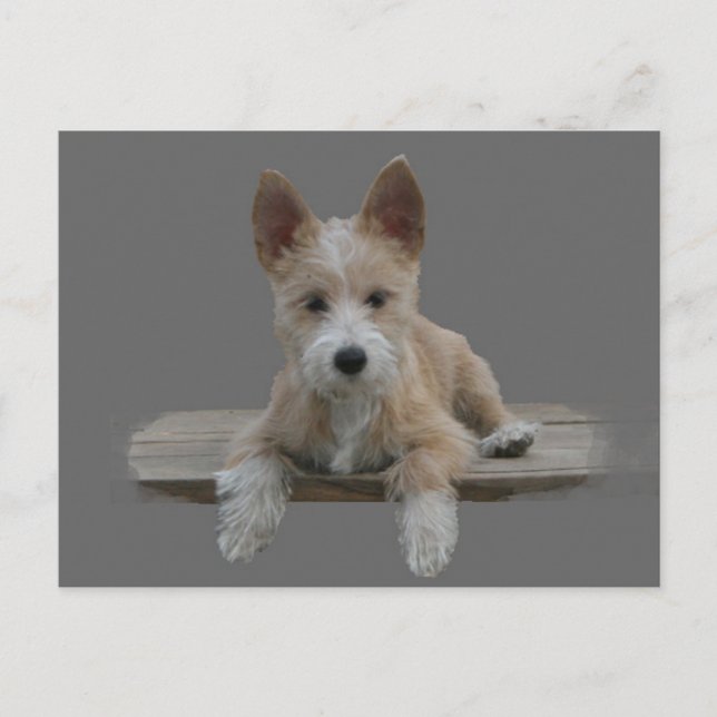 Wire Portugiesisch Podengo Pequeno Postkarte (Vorderseite)
