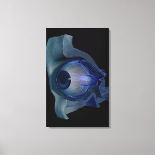 wireframe 3d der Augenmuskeln in einem Sockel Leinwanddruck