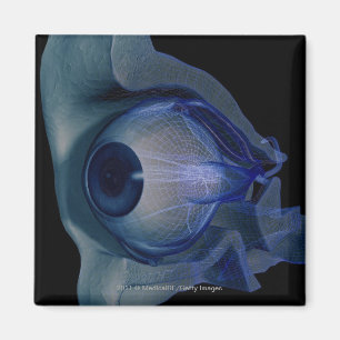 wireframe 3d der Augenmuskeln in einem Sockel Magnet