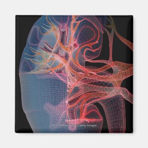 Wireframe der Innenseite einer Niere Magnet