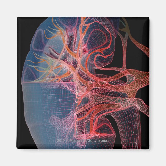 Wireframe der Innenseite einer Niere Magnet (Vorne)