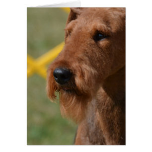 Wirklich niedlicher Airedale-Terrier