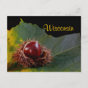 Wisconsin, Autumn Leaf mit Nut Postcard Postkarte