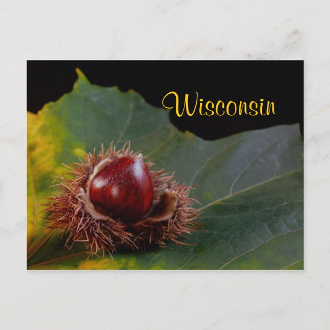 Wisconsin, Autumn Leaf mit Nut Postcard Postkarte (Vorderseite)