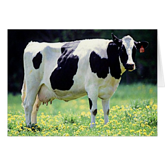 Wisconsin Dairy Cow (Vorderseite (Horizontal))