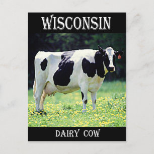 Wisconsin Dairy Cow Postkarte