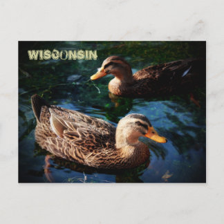 Wisconsin Ducks Postkarte