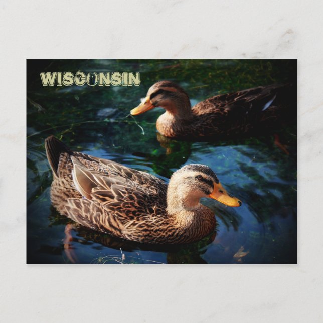 Wisconsin Ducks Postkarte (Vorderseite)