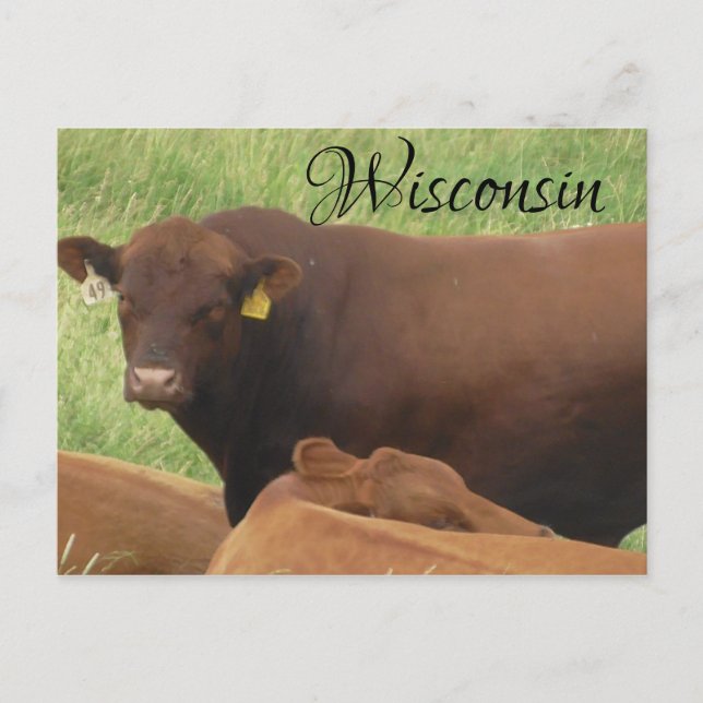 Wisconsin Kuh Fotografie Souvenir Postcard Postkarte (Vorderseite)