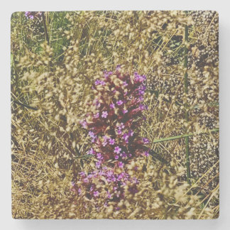 Wisconsin Lila Wildblume, Naher Fall Steinuntersetzer