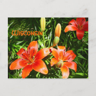 Wisconsin-Lilien Postkarte