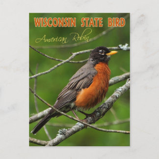 Wisconsin Staat Bird - American Robin Postkarte