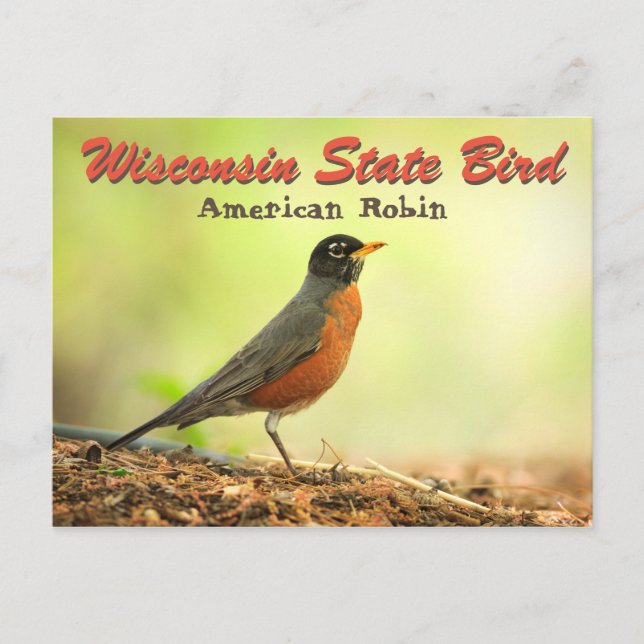 Wisconsin Staat Bird Robin Postkarte (Vorderseite)