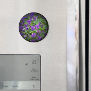 Wisconsin Staat Blume: Holzviolett-Spotlight Magnet