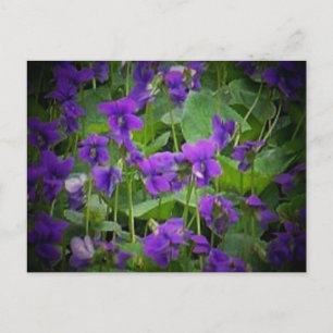 Wisconsin Staatsblume: Waldveilchen Postkarte