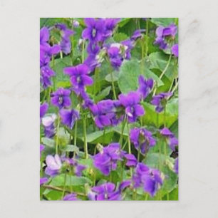 Wisconsin-Waldveilchen - Maßgeschneidert Postkarte