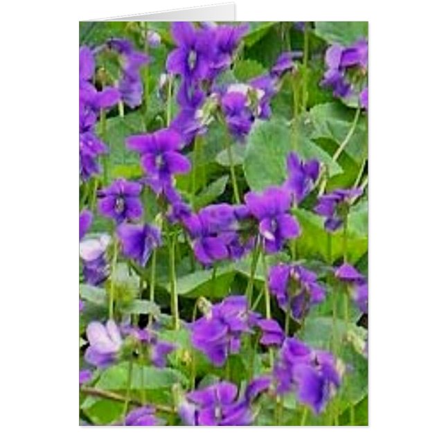 Wisconsin Wood Violets (Vorne)
