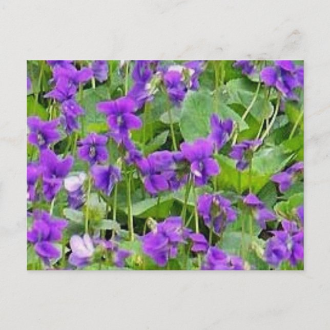 Wisconsin Wood Violets Postcard Postkarte (Vorderseite)