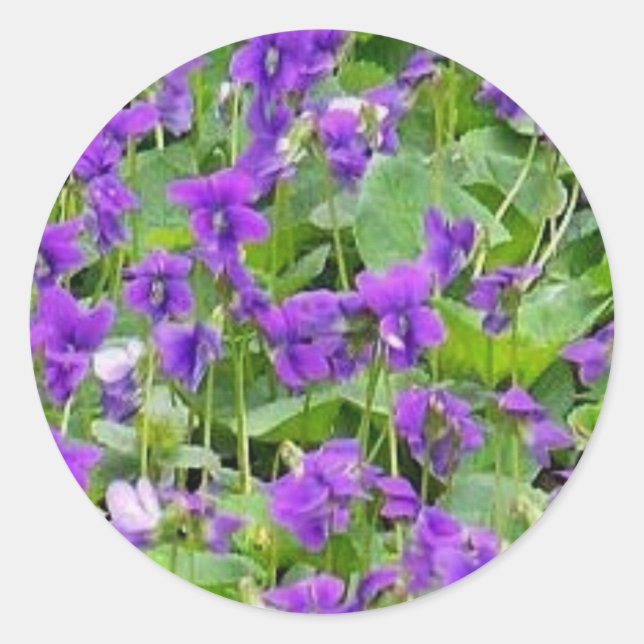 Wisconsin Wood Violets Runder Aufkleber (Vorderseite)