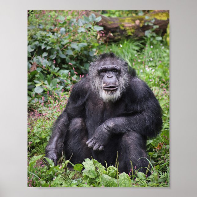 Wise Chimpanzee Poster (Vorne)
