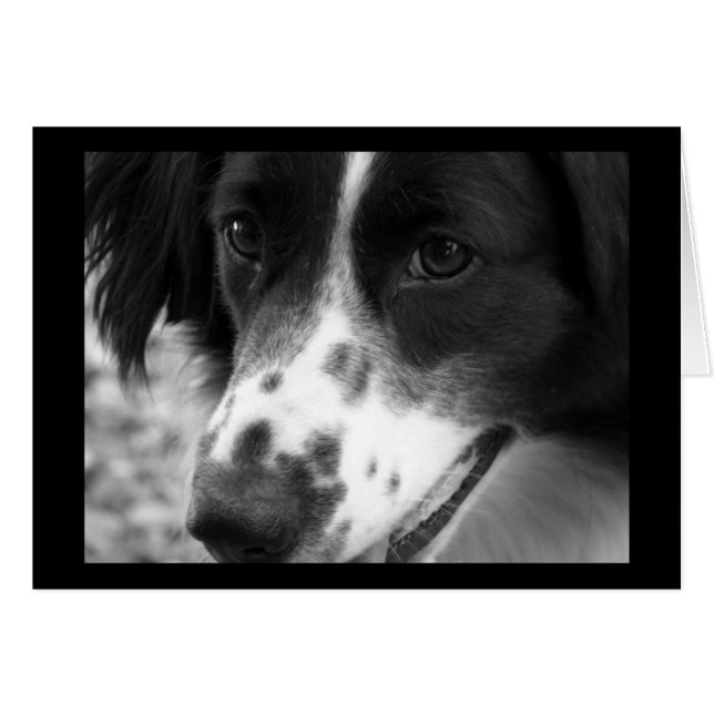 Wise Dog (Vorderseite (Horizontal))