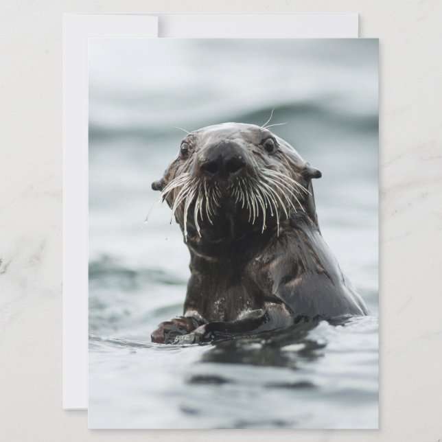 Wise Otter (Vorderseite)