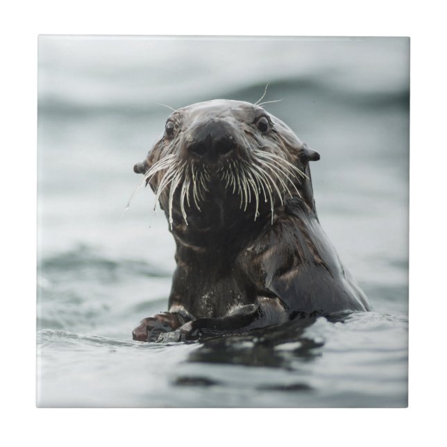 Wise Otter Fliese (Vorderseite)
