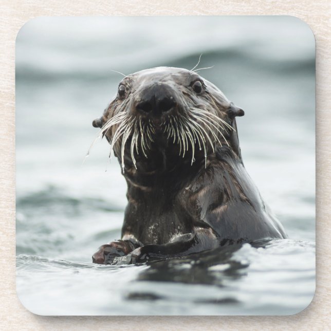 Wise Otter Getränkeuntersetzer (Vorderseite)