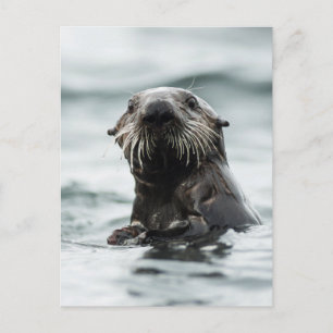 Wise Otter Postkarte