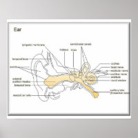 Wissenschaft, Biowissenschaft, Ohrdiagramm