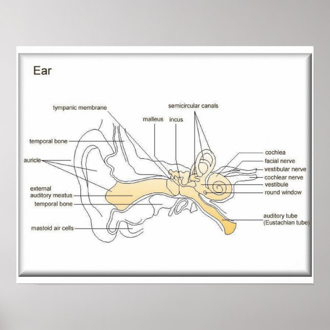Wissenschaft, Biowissenschaft, Ohrdiagramm Poster (Vorne)