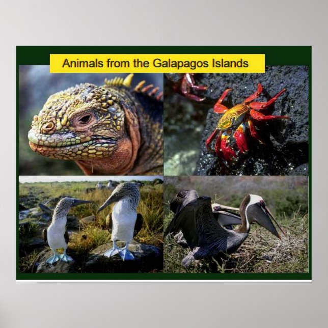 Wissenschaft, Tiere aus Galapagos Poster (Vorne)