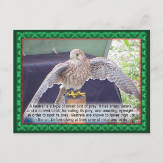 Wissenschaft, Tiere, Vögel, Kestrel Postkarte