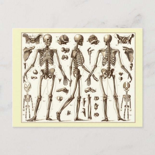 Wissenschaftliche Abbildung des menschlichen Skele Postkarte (Vorderseite)