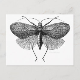 wissenschaftliche Darstellung der Motte Postkarte