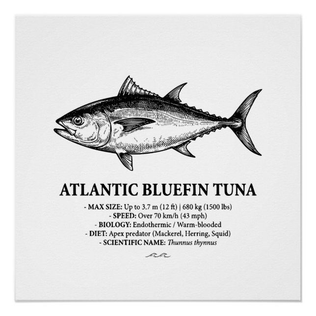 Wissenschaftliche Illustration des Atlantischen Bl Poster (Vorderseite)