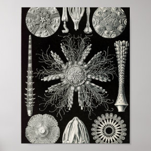 Wissenschaftliche Illustration von Vintage-Seeigel Poster
