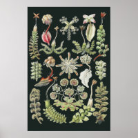 Wissenschaftliche Naturkunst Ernst Haeckel Lebermo