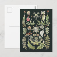 Wissenschaftliche Naturkunst Ernst Haeckel Lebermo